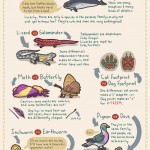 Commonly Confused Animals